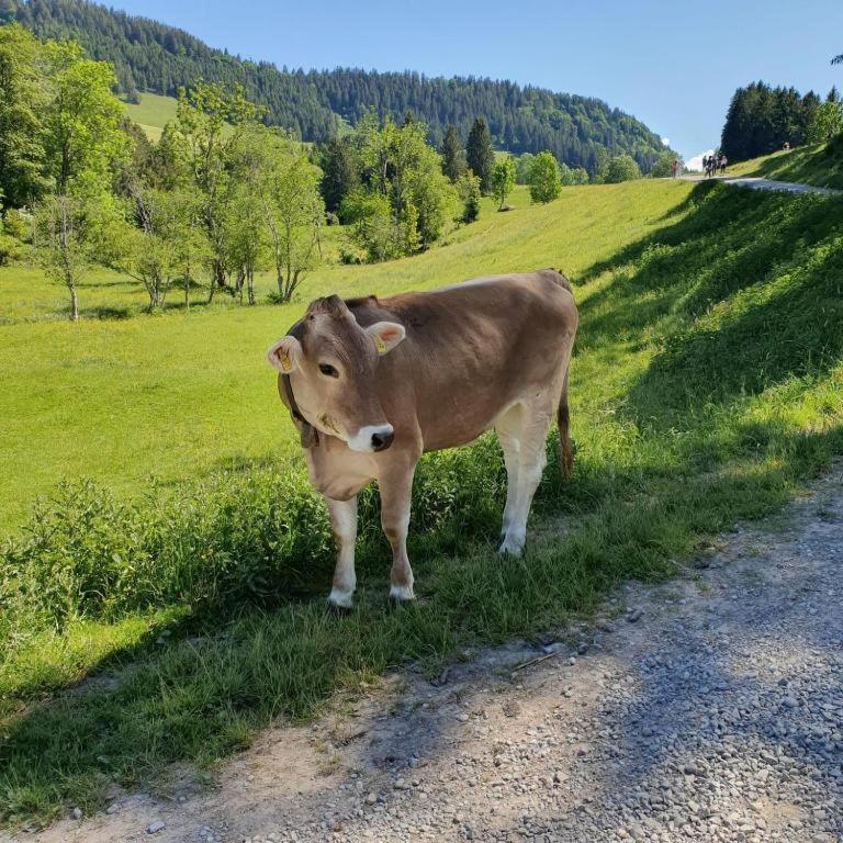 Ferienwohnung Allgaeuglueck Im Ferienpark Oberallgaeu Mit Hallenbad, Sauna, Wlan Мисен-Вилхамс Екстериор снимка